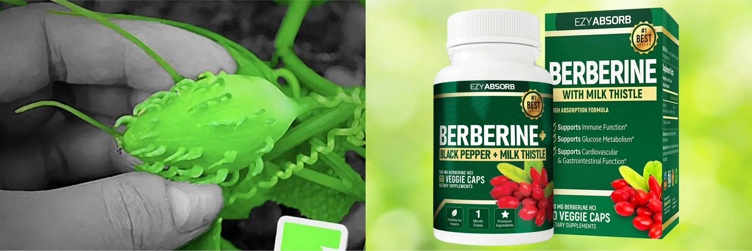 Does Berberine lower cholesterol naturally