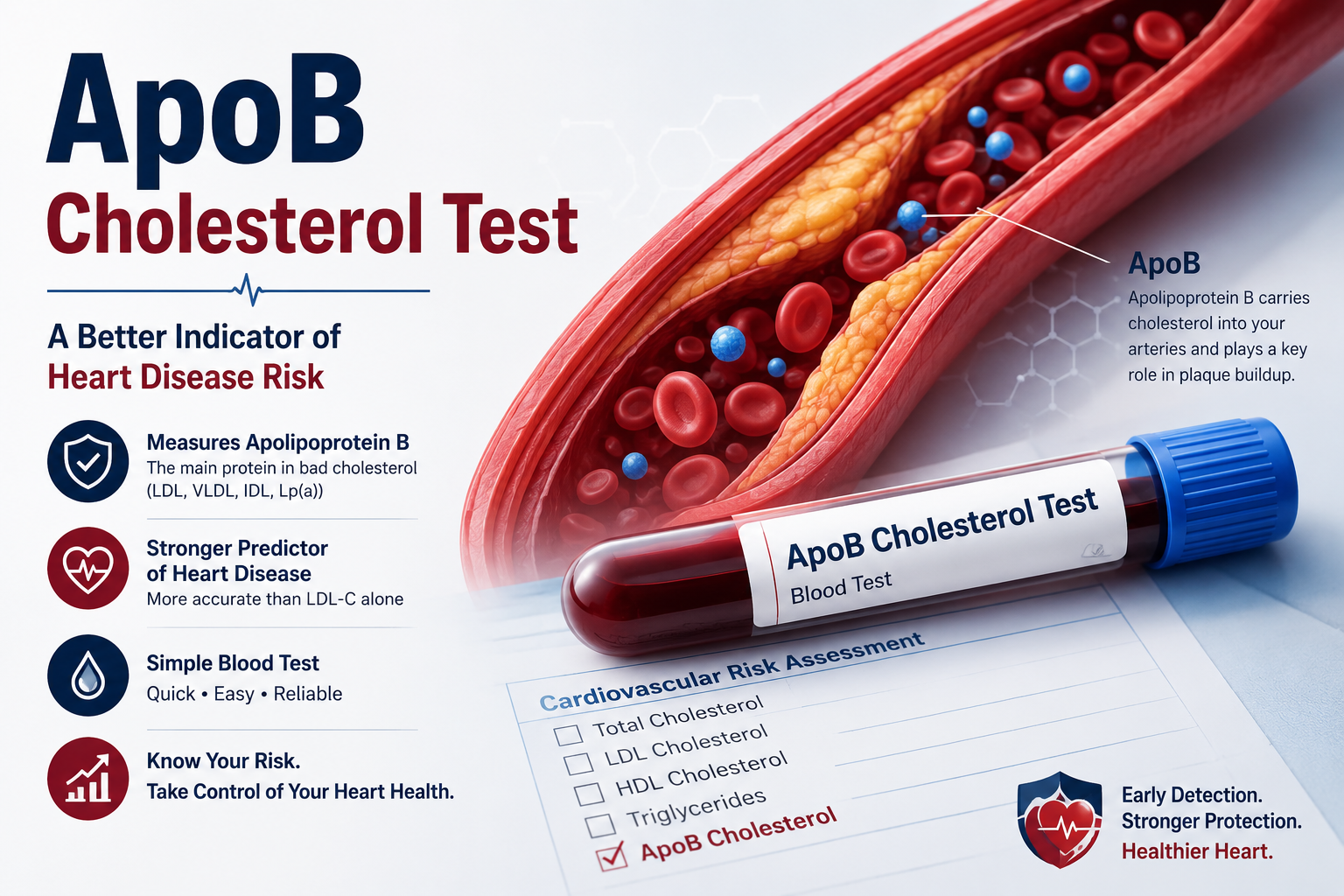 2026 Cholesterol Guidelines Explained: What Lp(a) and ApoB Mean for You 4 ApoB cholesterol test explained for heart disease risk